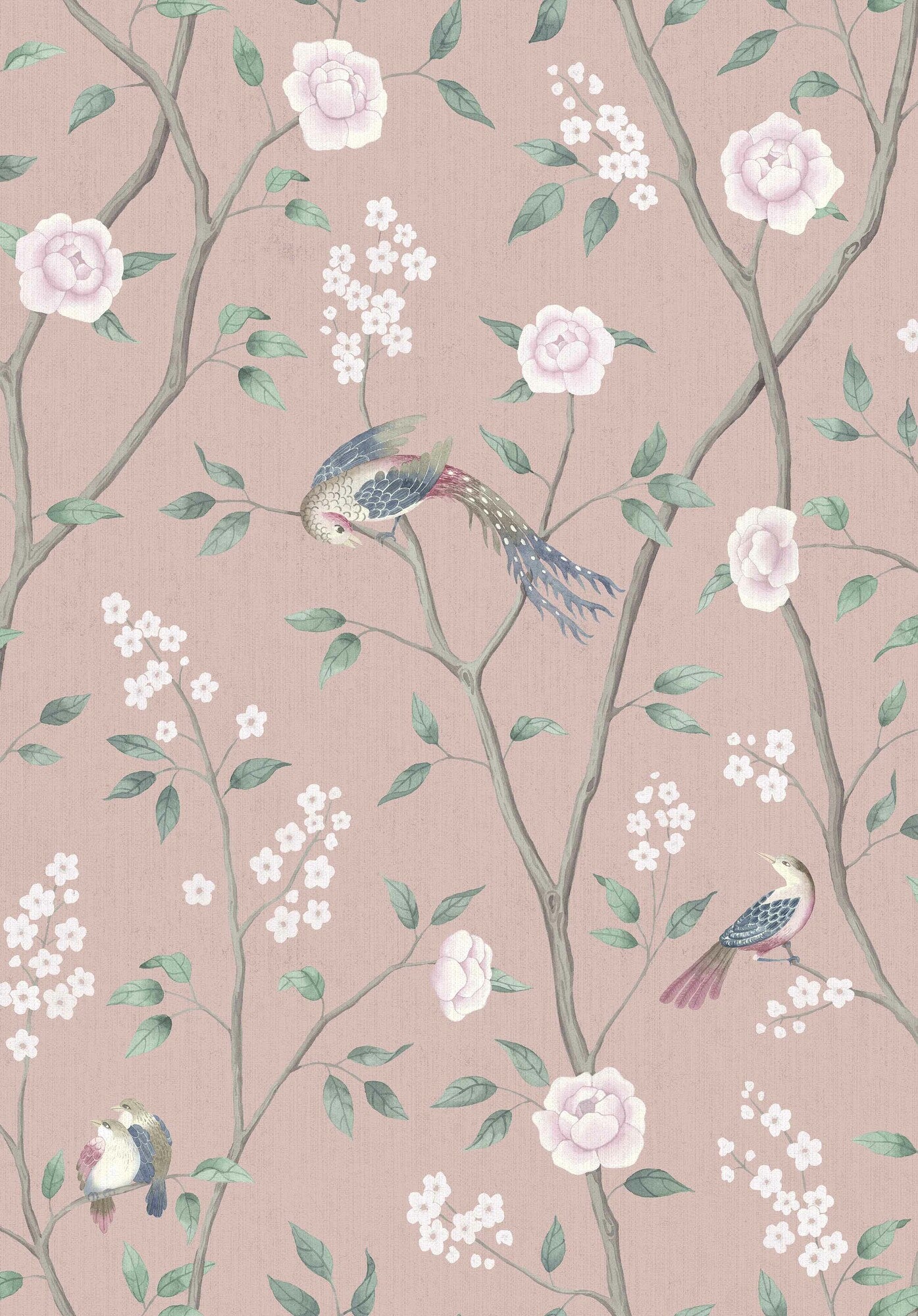Paradise Birds - 1901