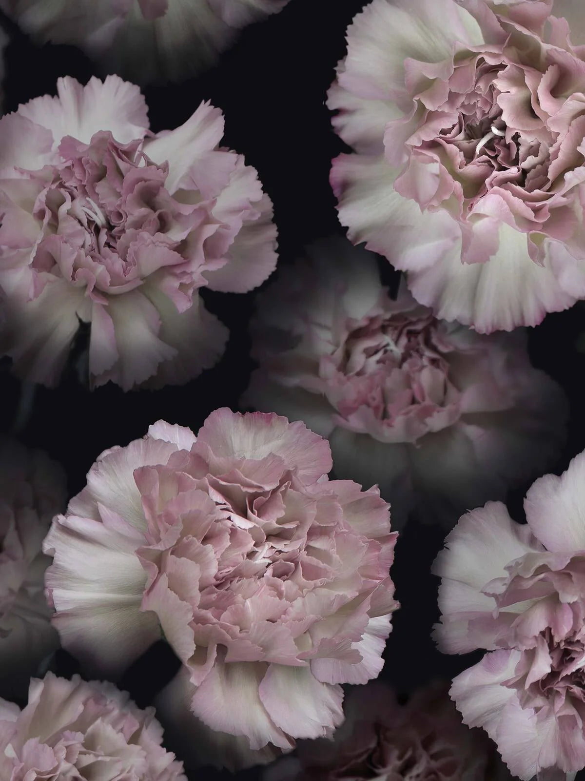 Coronation Marie is a stunning floral wallpaper that features pink carnations in muted tones