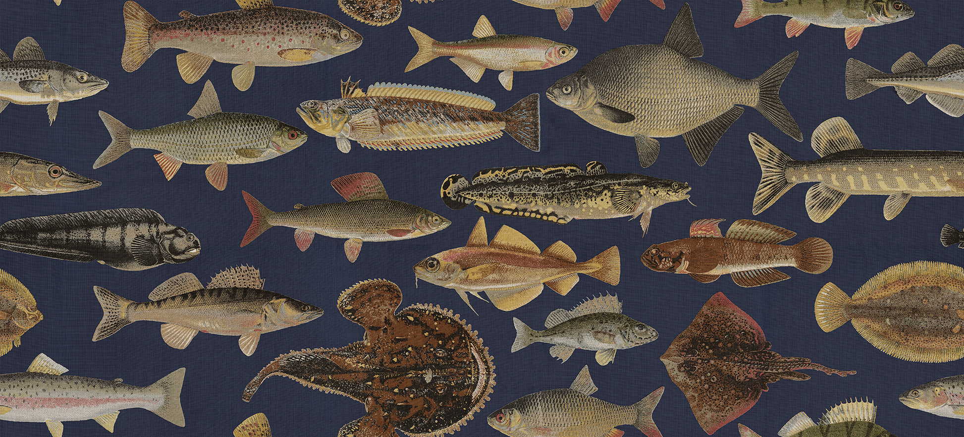 The illustrations for this fish wallpaper mural come from the work “Skandinaviska fiskar” (Scandinavian Fish) by Wilhelm von Wright, a Finnish illustrator active in the mid-19th century