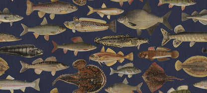 The illustrations for this fish wallpaper mural come from the work “Skandinaviska fiskar” (Scandinavian Fish) by Wilhelm von Wright, a Finnish illustrator active in the mid-19th century