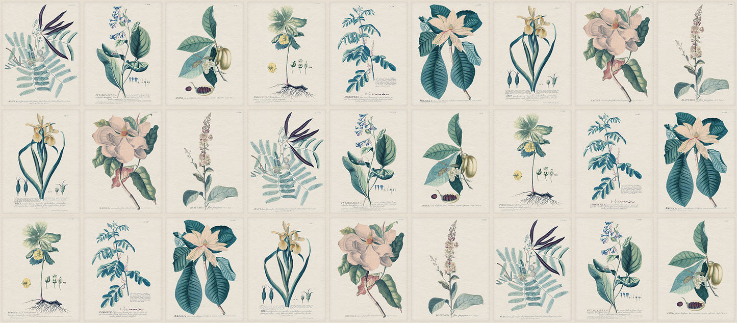  Now on wallpaper - Hand-colored botanical sheets illustrated by Georg Ehret from the book Plantae Selectae, one of the greatest botanical works from 1773. 