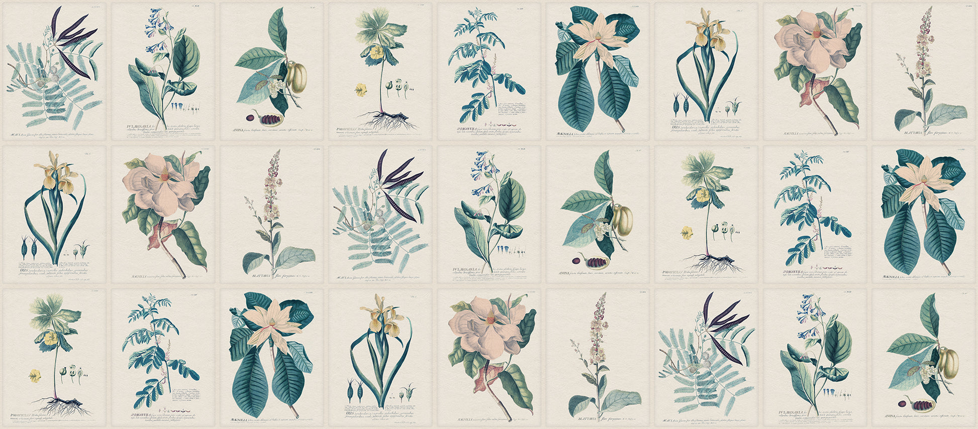  Now on wallpaper - Hand-colored botanical sheets illustrated by Georg Ehret from the book Plantae Selectae, one of the greatest botanical works from 1773. 