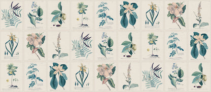  Now on wallpaper - Hand-colored botanical sheets illustrated by Georg Ehret from the book Plantae Selectae, one of the greatest botanical works from 1773. 